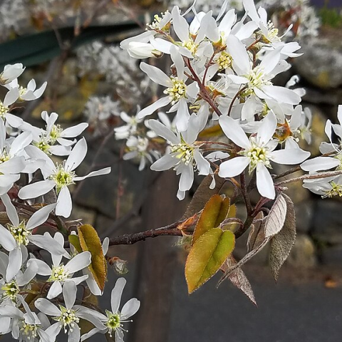 Amélanchier 'Princesse Diana' - pot 1L