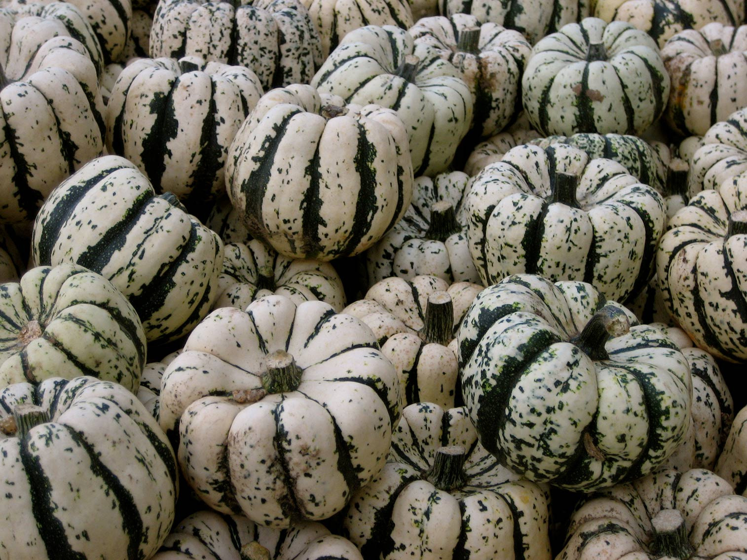 Courge Patidou B - 1kg