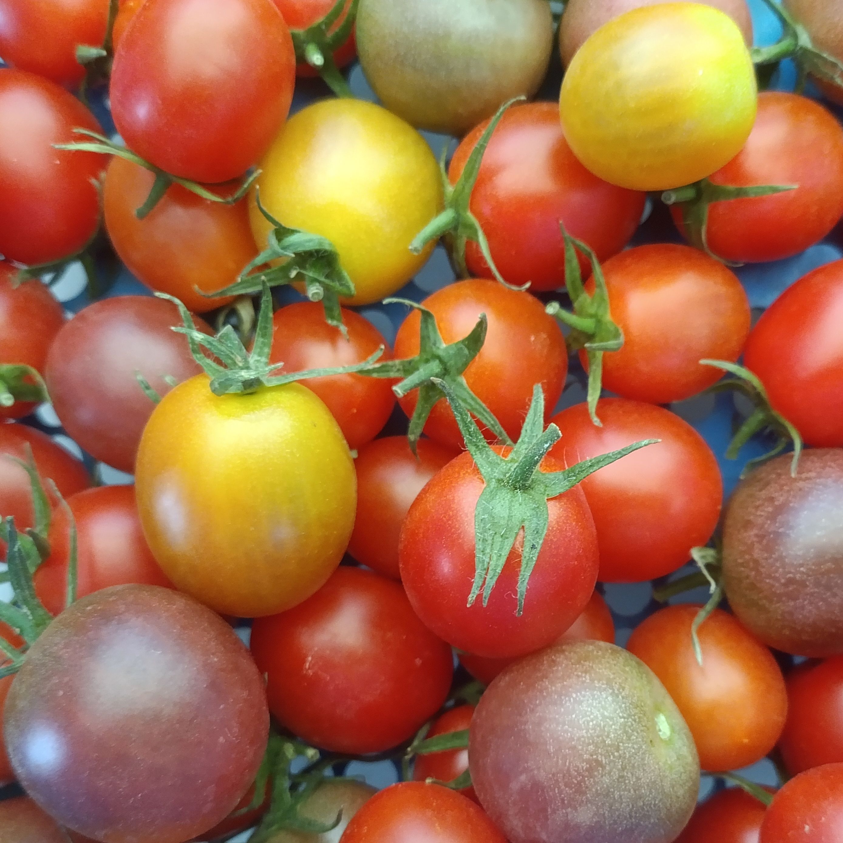 Tomates cerises mélange - Sachet - 500g