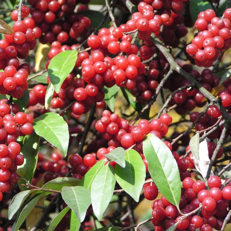 Chalef d'automne - gdt 9