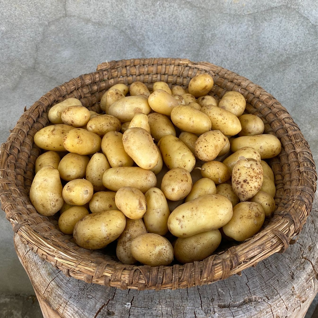 Sac de 2,5 Kg Pommes de Terre Bio Variété Charlotte Cal 20/35 - 2,5kg