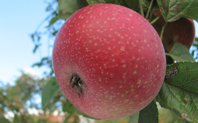 Pommier - Malus domestica "Reinette Etoilée"