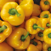 PLANT DE POIVRON JAUNE Quadrato D'Asti Giallo