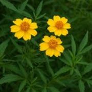 Fleurs tagète citron