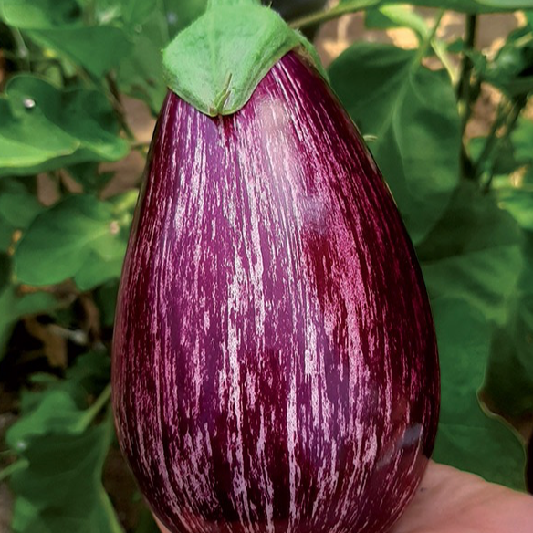 Plant Aubergine Striée Bio - 300g