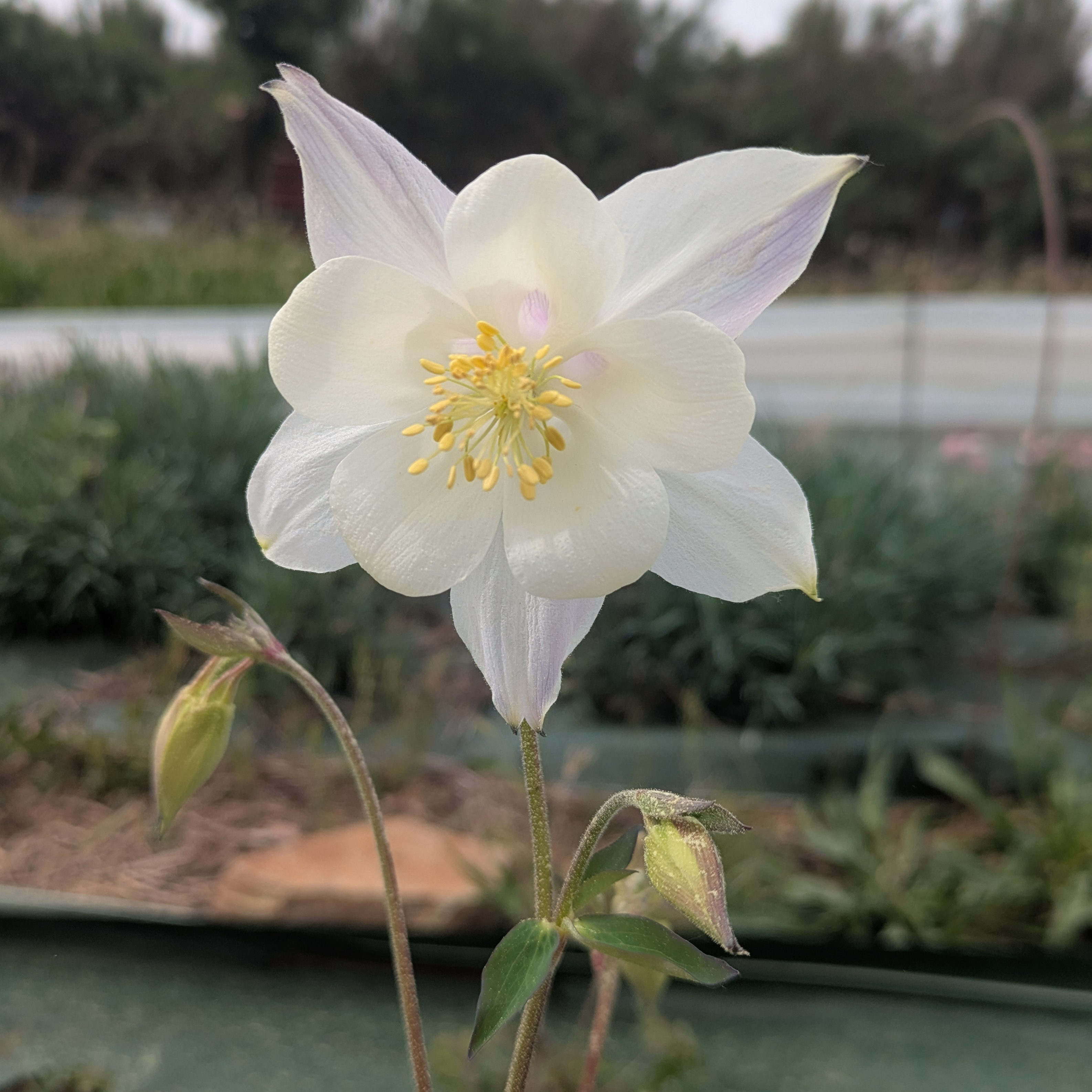 Ancolie (blanc) X10