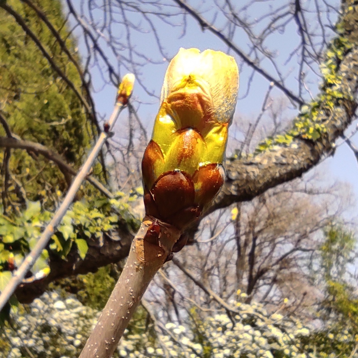 Gemmothérapie Marronnier - 30ml