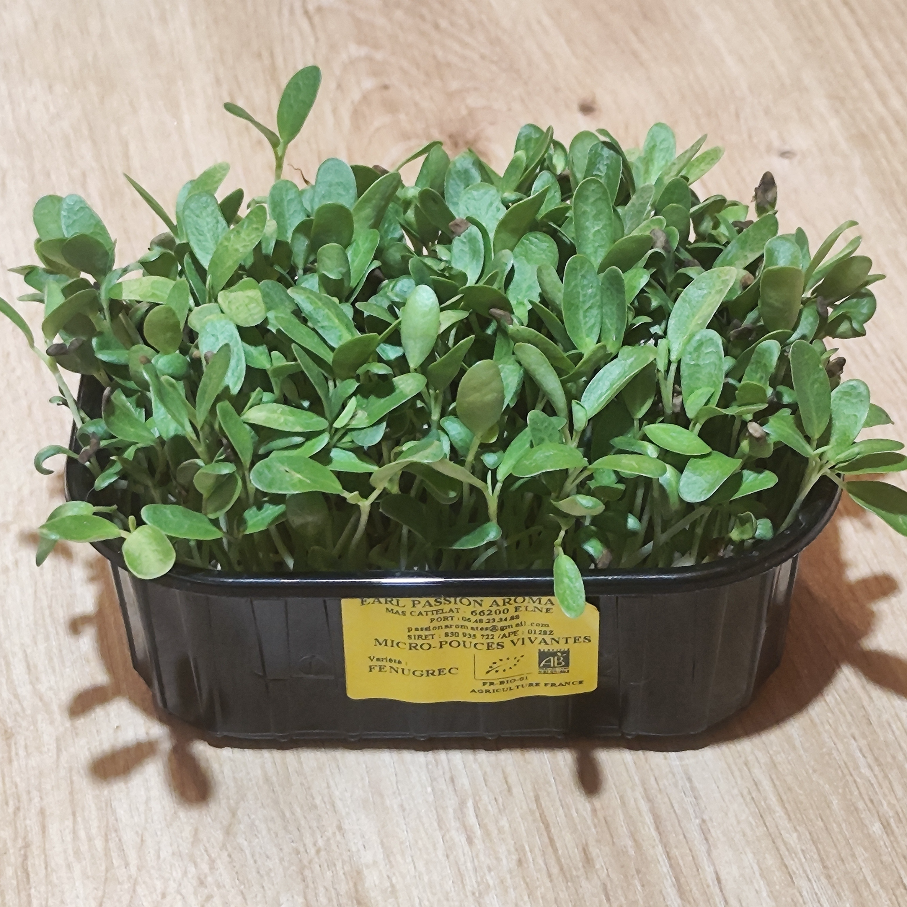 Micro-pousses Fenugrec