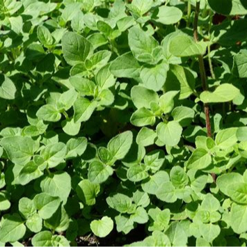 Plant - Aromatique / Origan