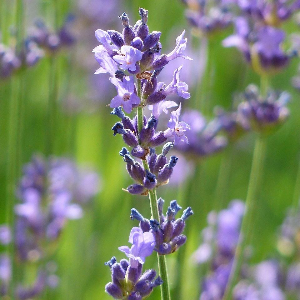 Lavande vraie (Lavandula angustifolia vera) - 1l