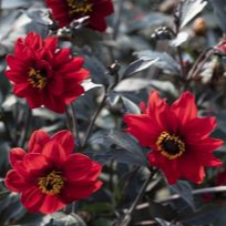 Dahlia 'Black Forest Ruby' - godet 8 cm
