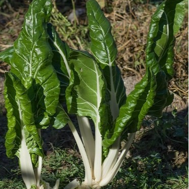 Blette à cardes blanches&nbsp;'white ribbed 3' en godet 8 cm