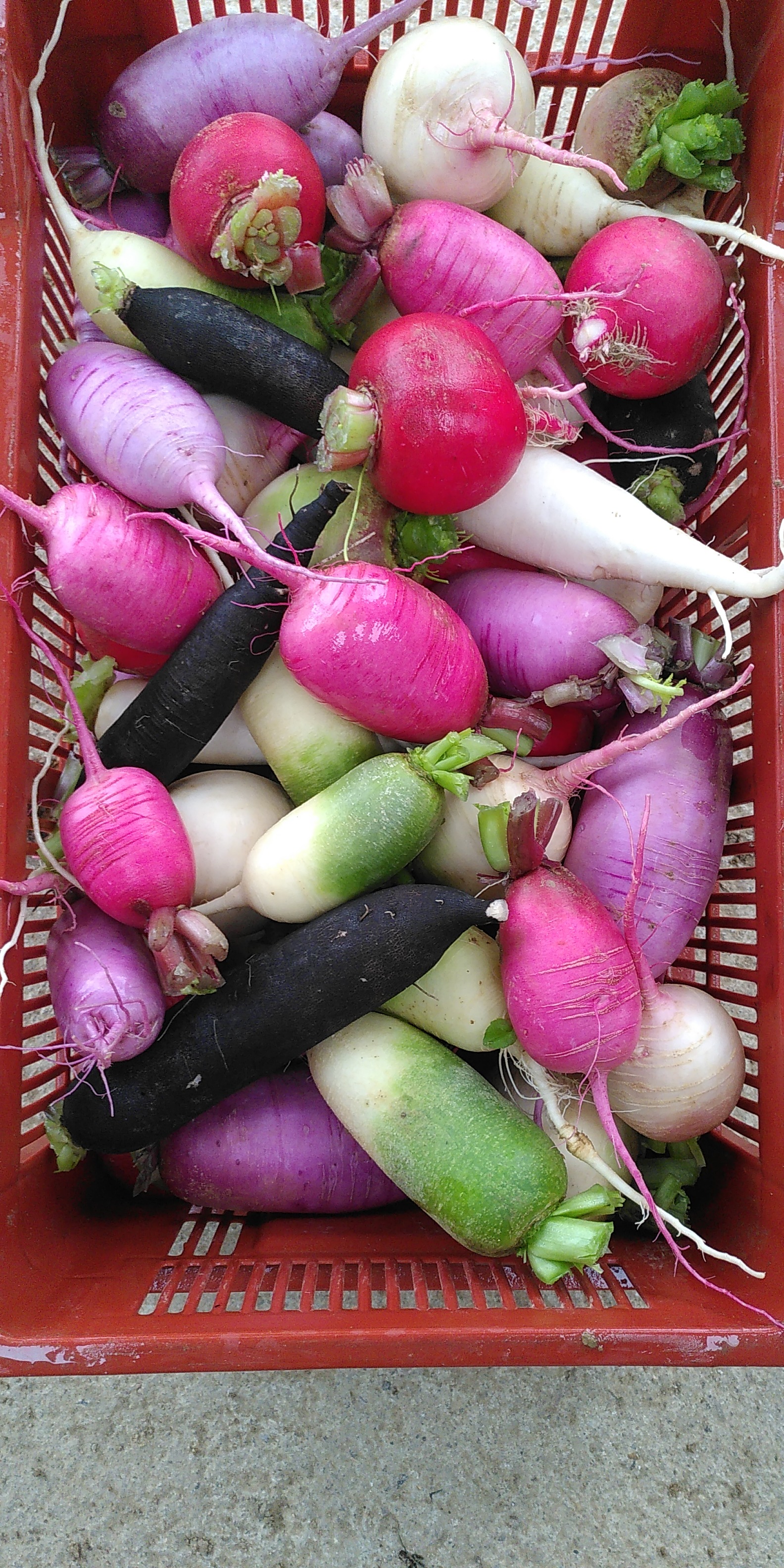 Radis divers (rose, noir, violet, vert)