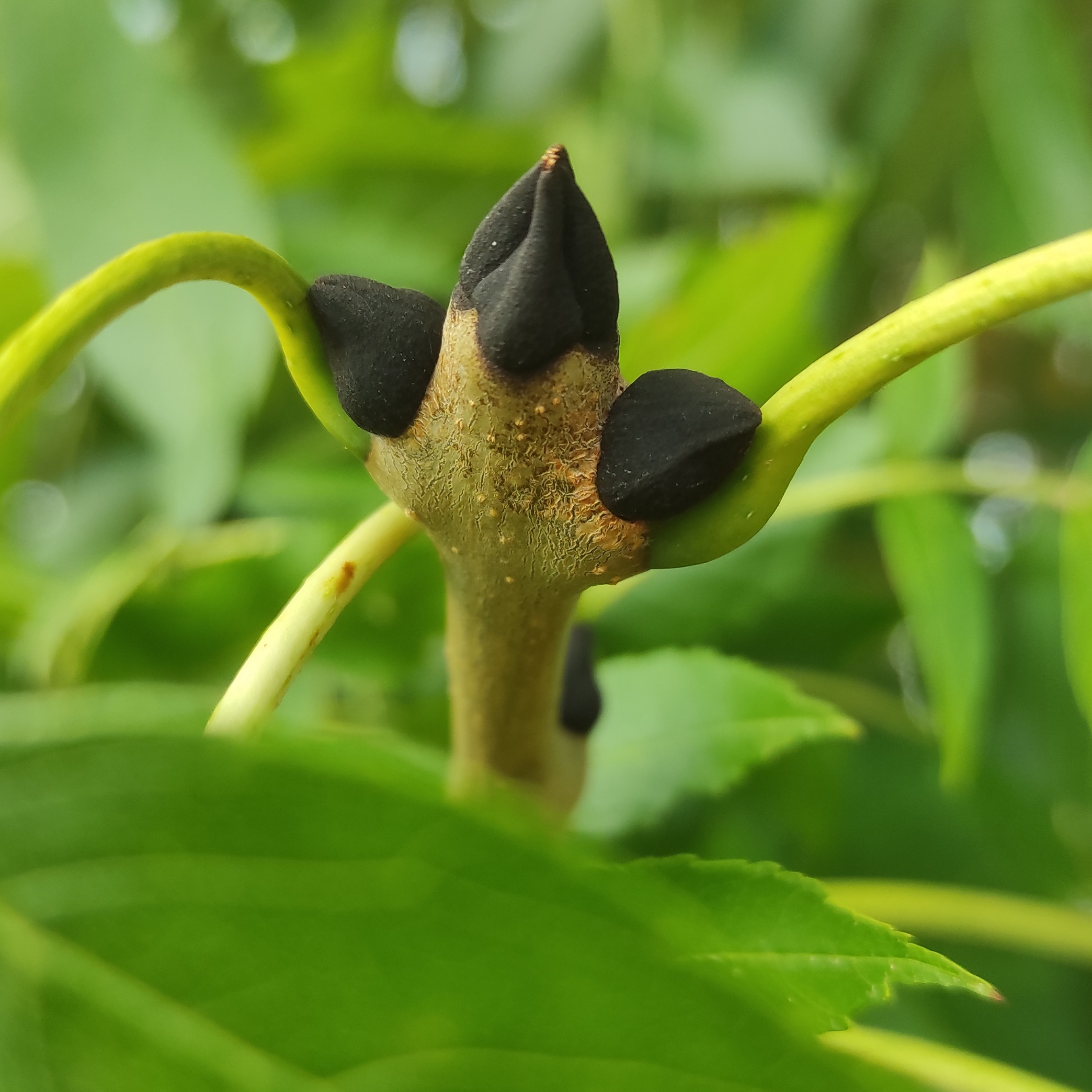 Gemmothérapie Frêne - 30ml