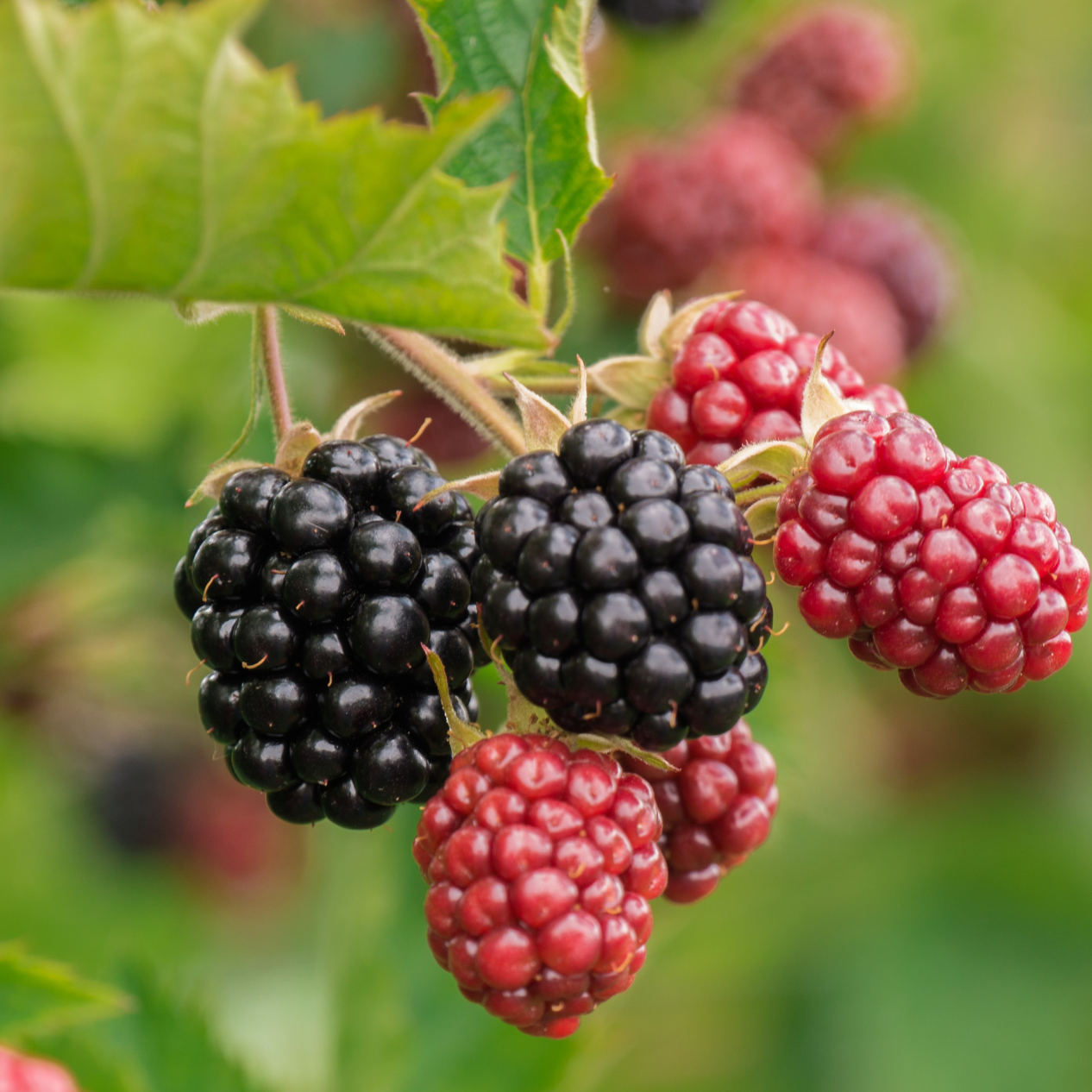 Mûrier sans épine, Rubus fruticosus Triple Crown - 1,5l