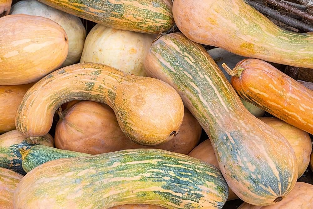 Courge ‘Longue de Nice'