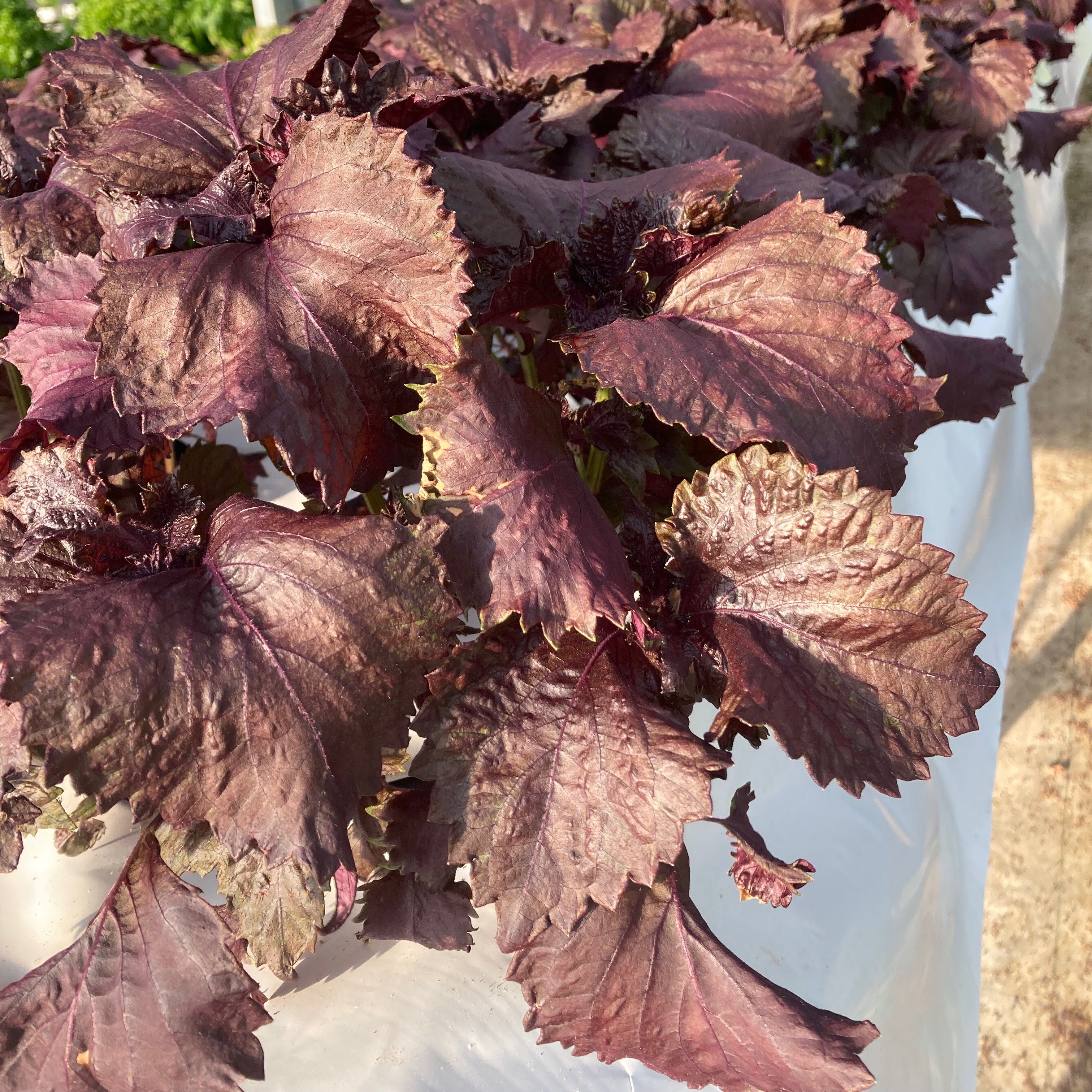 Perilla rouge (Shiso)