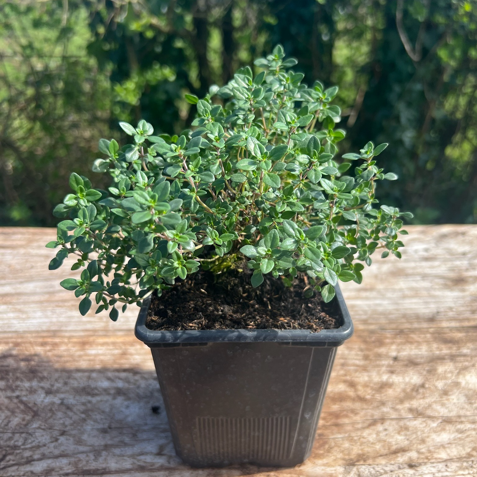 Plant Thym Citron Bio - 650g