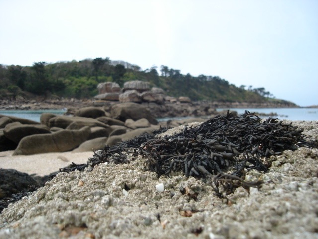 sortie Alg'Ô logique - 29 août 2026