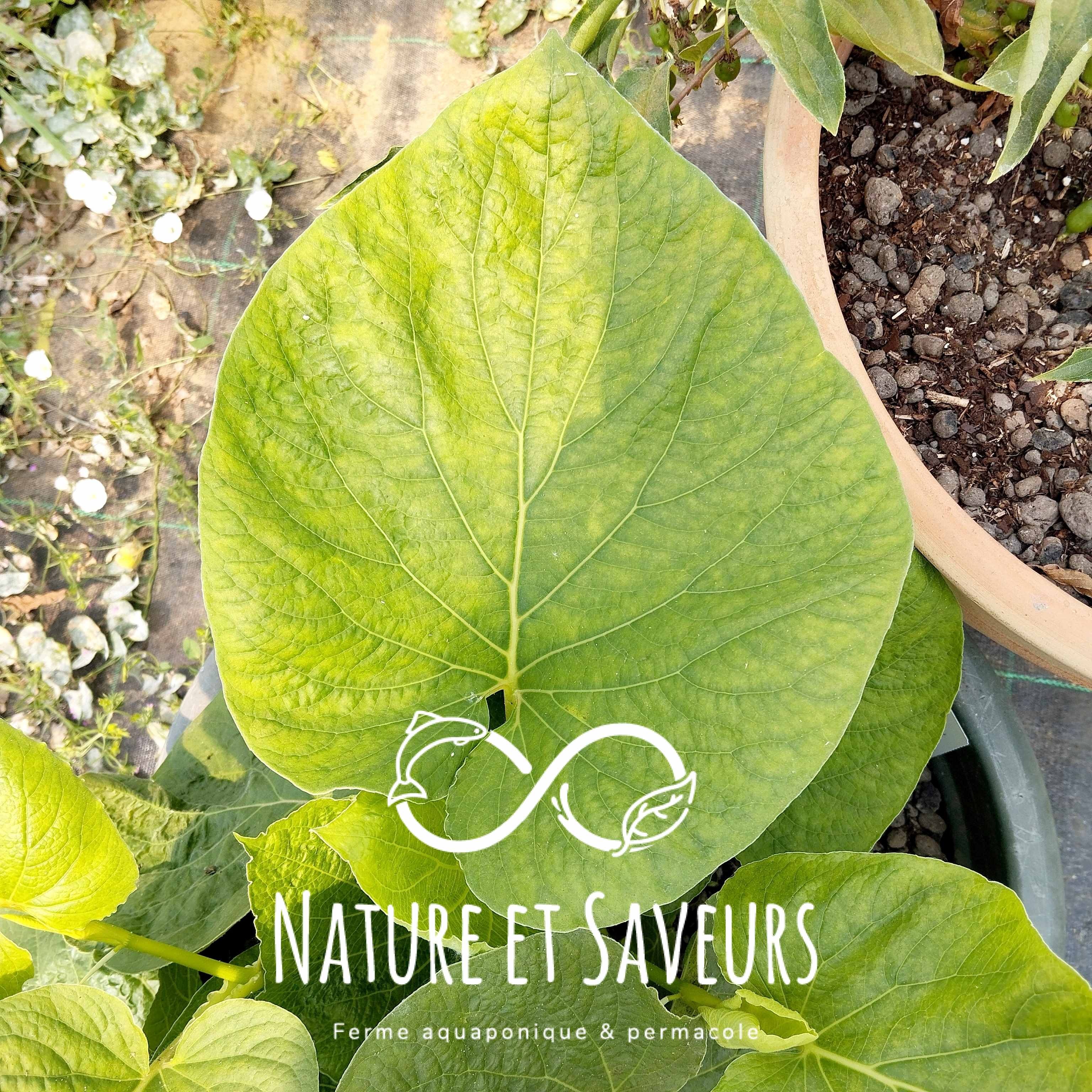 Hoja Santa ou "Poivre Mexicain" (Feuilles Fraiches) - 100g