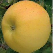 Cageot Pomme Lafayette biologique / 2€40 le kg - 14kg