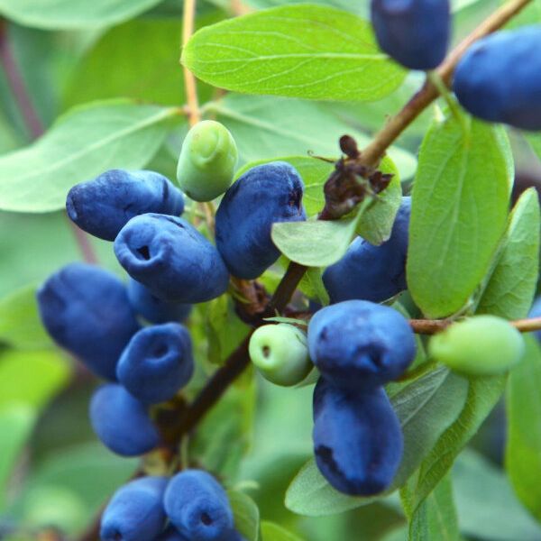 Camerisier - Lonicera caerulea