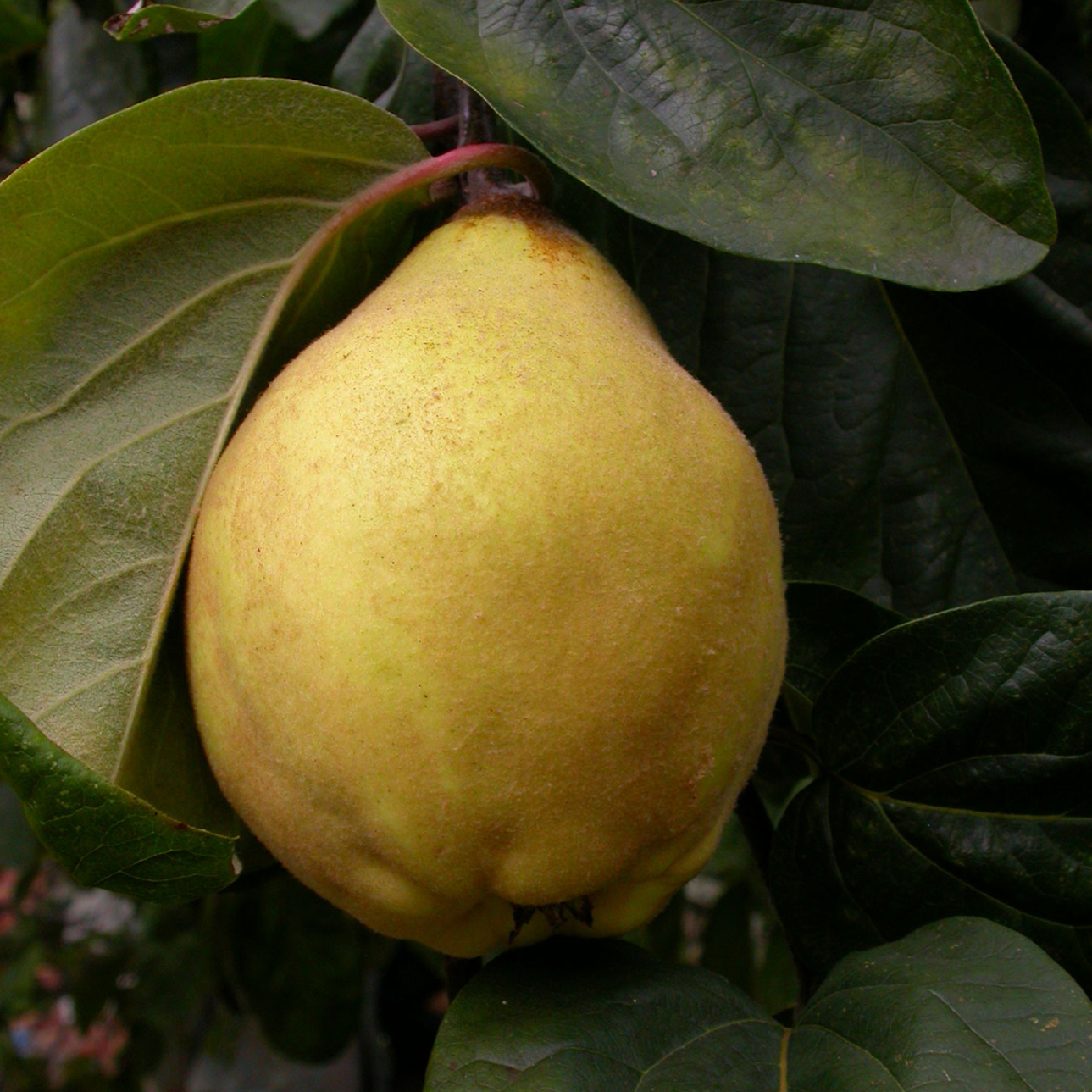 Cognassier ''Miagkoplodnaja' / BA29 Racines nues