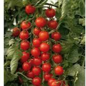 Tomate cerise - 1 plant