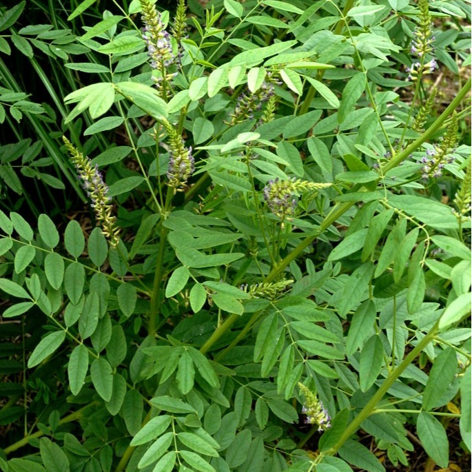 Reglisse Glabre d'Espagne Pot 3L