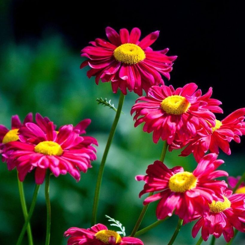 Chrysanthème vivace/ Chrysanthemum coccineum Robinson's giants