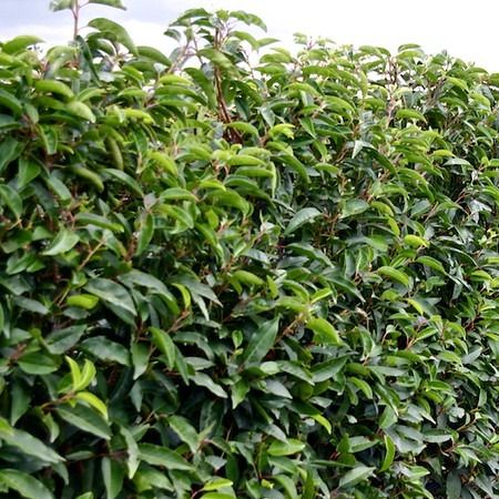 Laurier du Portugal (Prunus lusitanica Angustifolia)