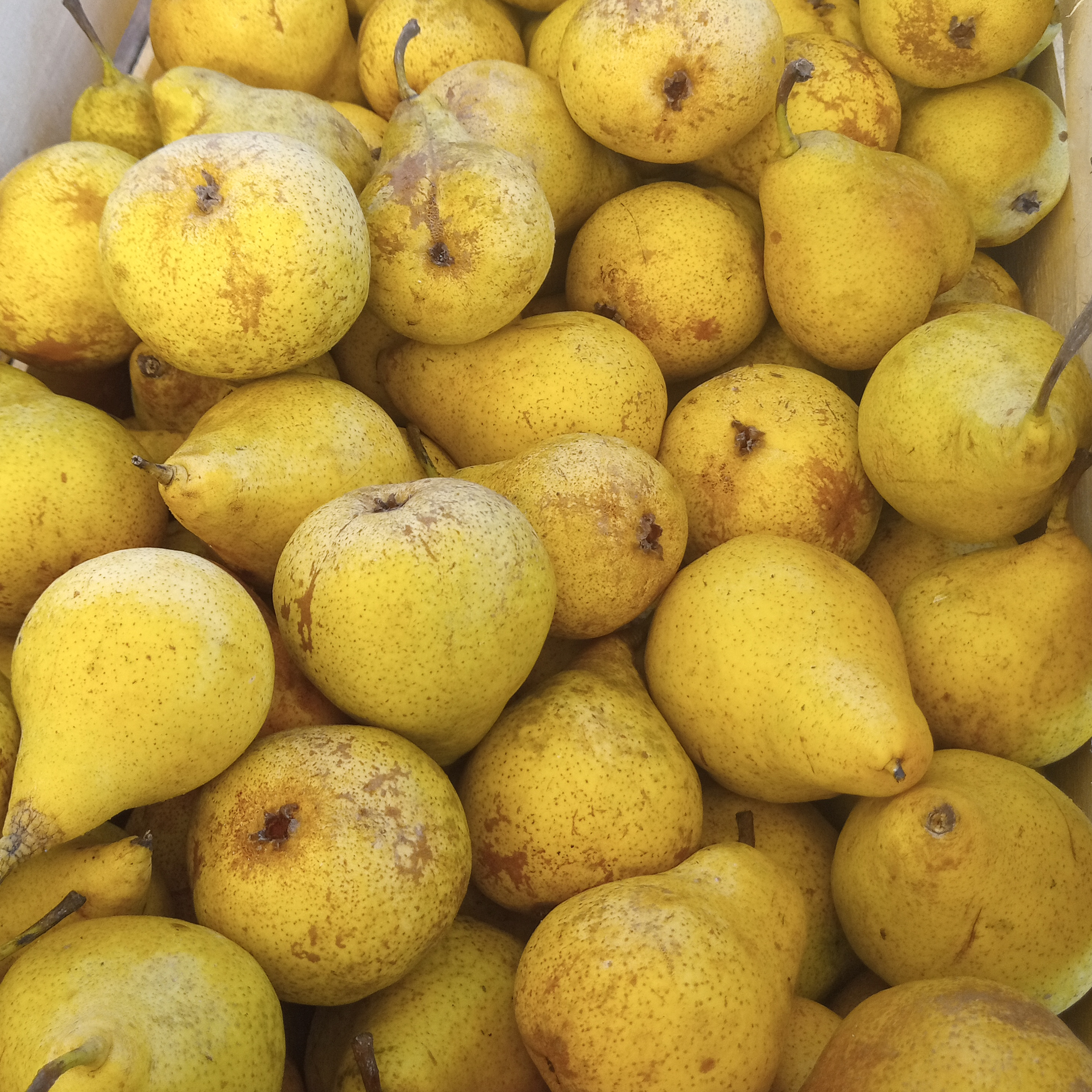 Poire AB d'Eus