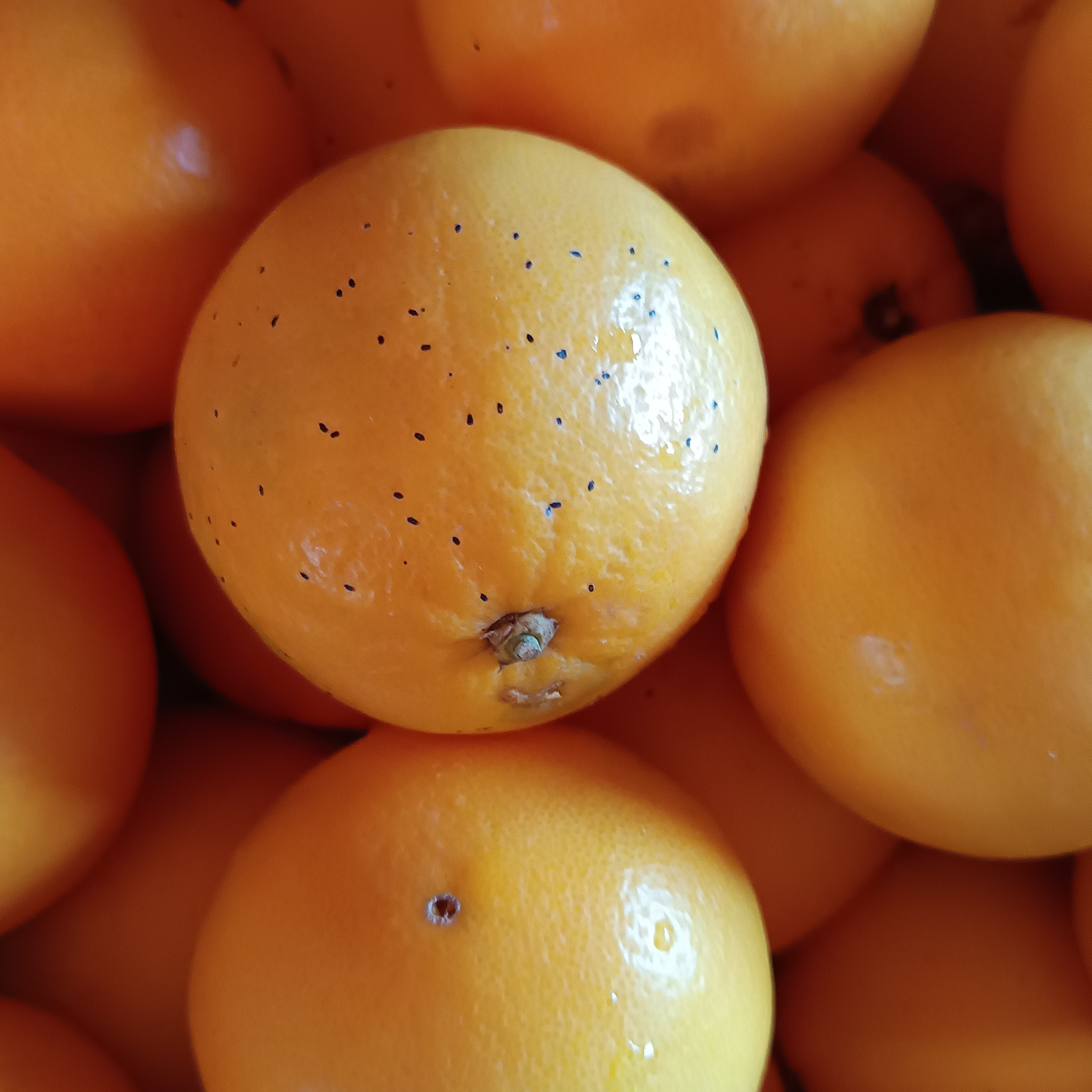 Orange Navel