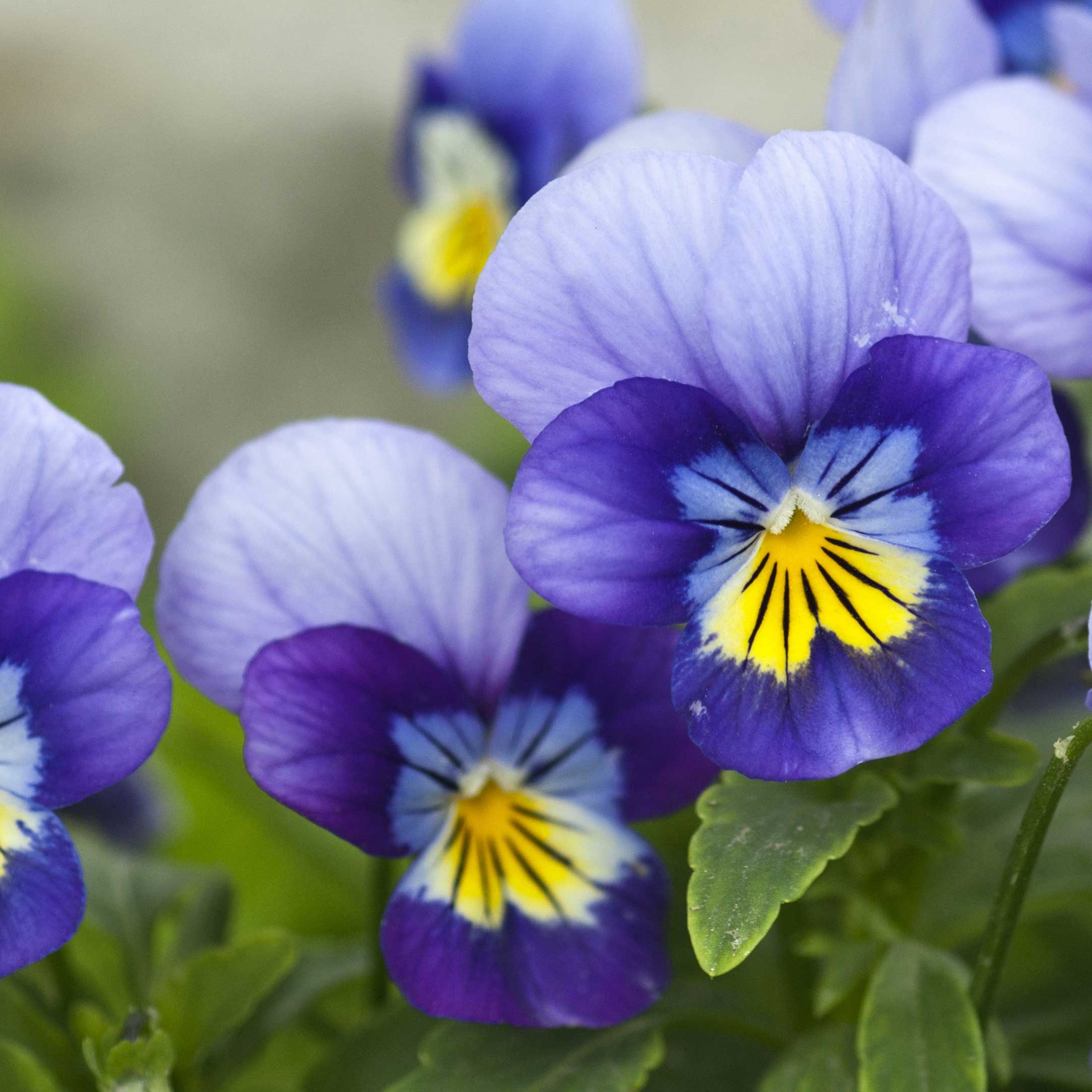 Fleurs Mini Pensée mix couleurs (par 25)