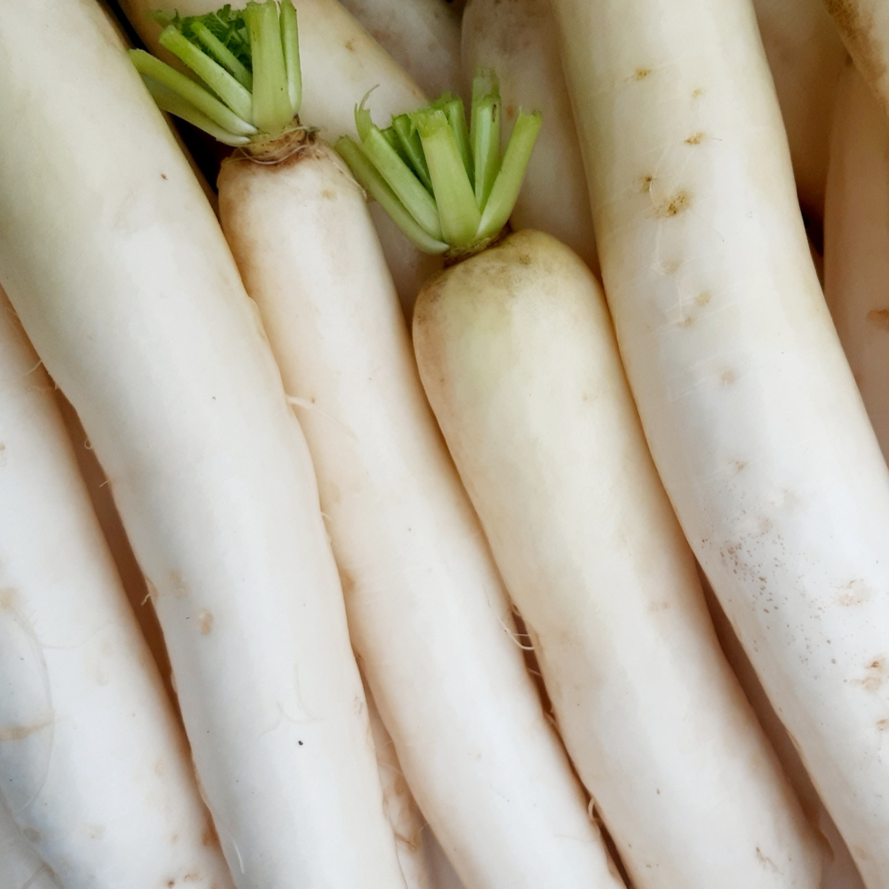 RADIS DAIKON - 400g
