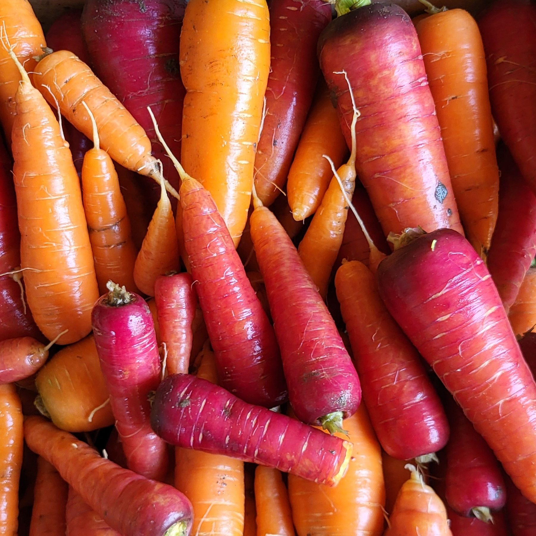 Carottes oranges et rouges - 500g