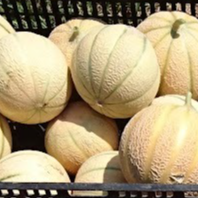 Melon - 1kg