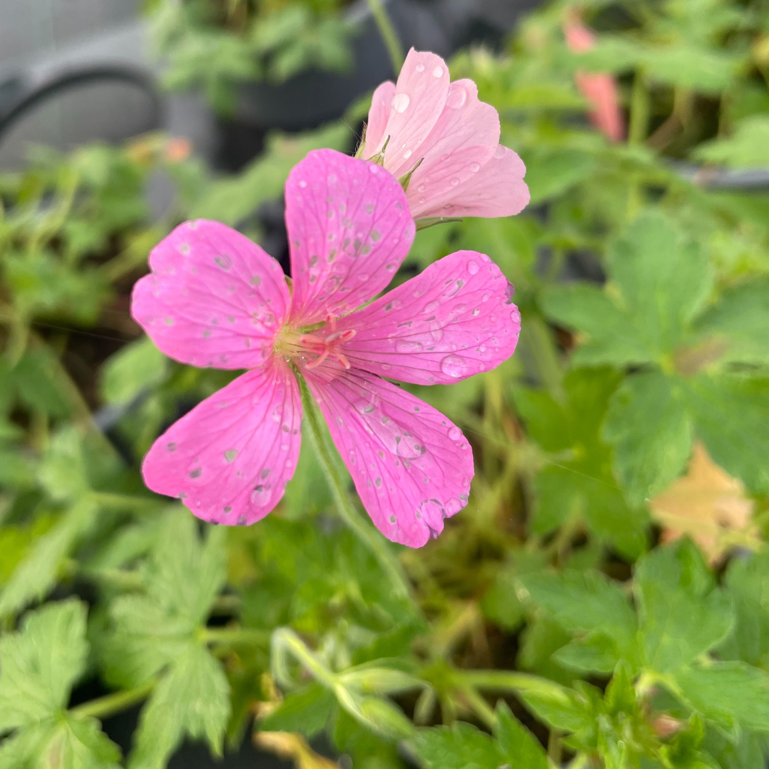 Geranium oxonianum Rose Clair