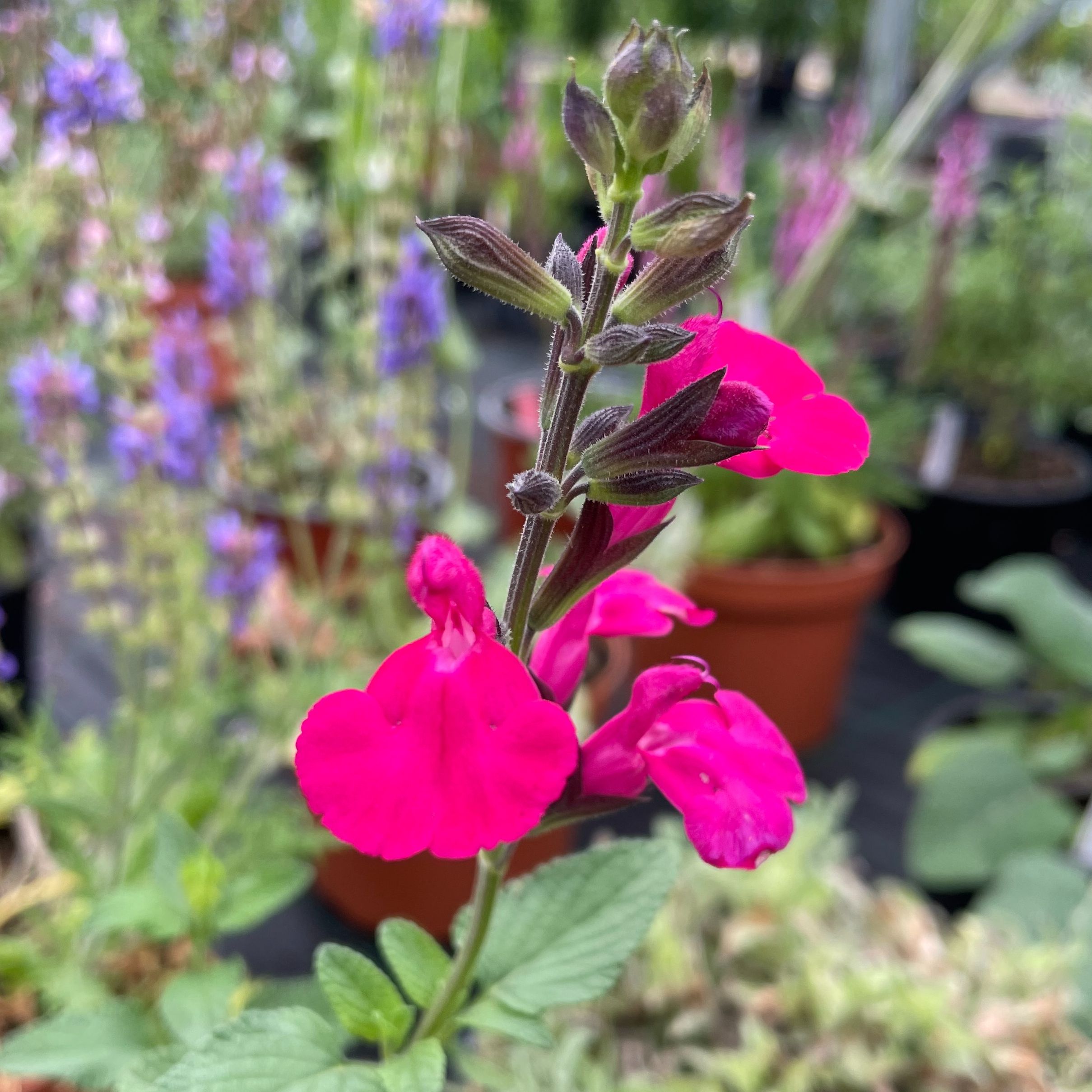Salvia microphylla 'Cerro Potosi'