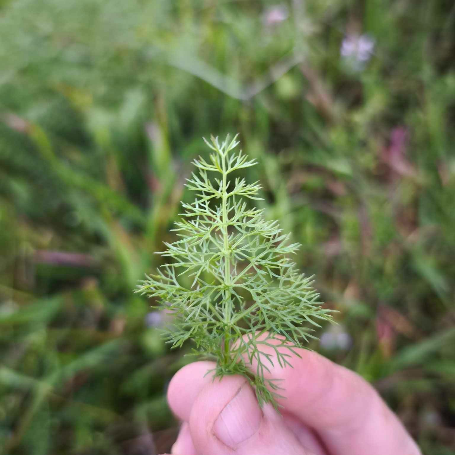 Fenouil sauvage (feuilles)
