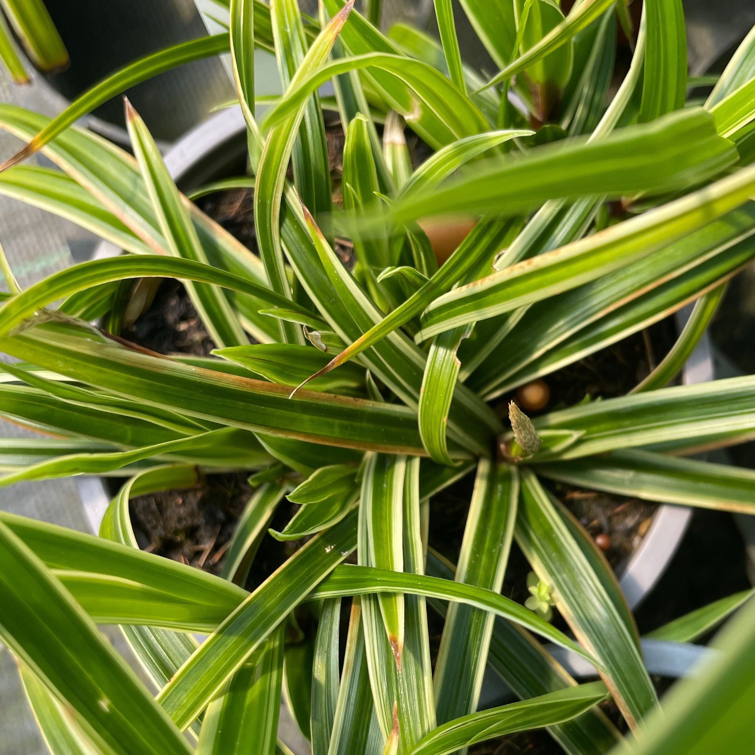 Carex morrowii 'Ice Dance'