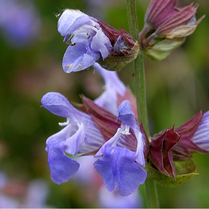 Fleurs de sauge aromatiques (par 25)