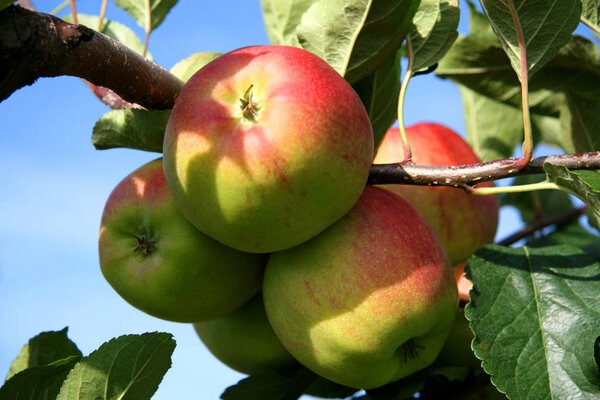 Pomme