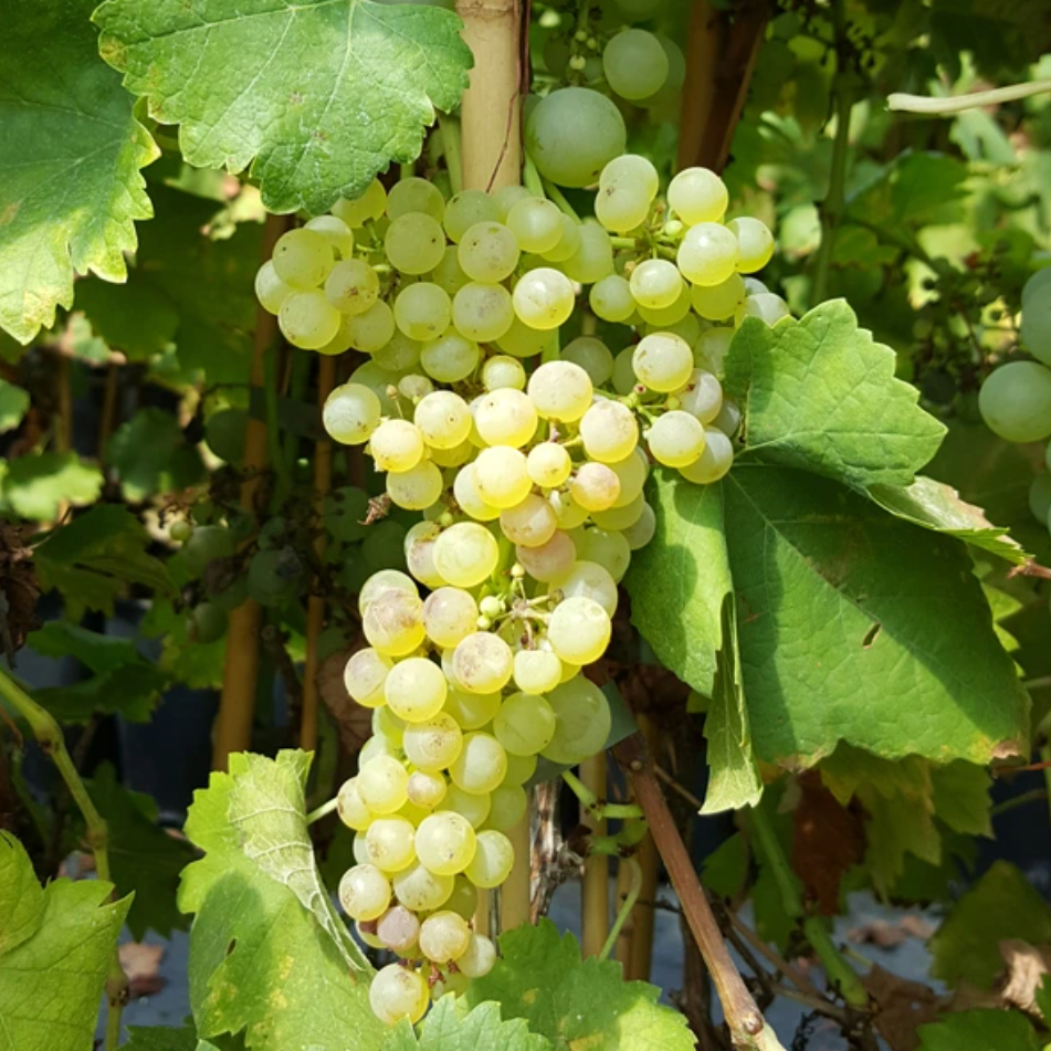 Vigne 'Chasselas doré’ Pot 2L