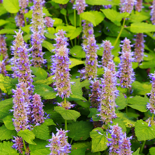 AGASTACHE ANISÉE Bio
