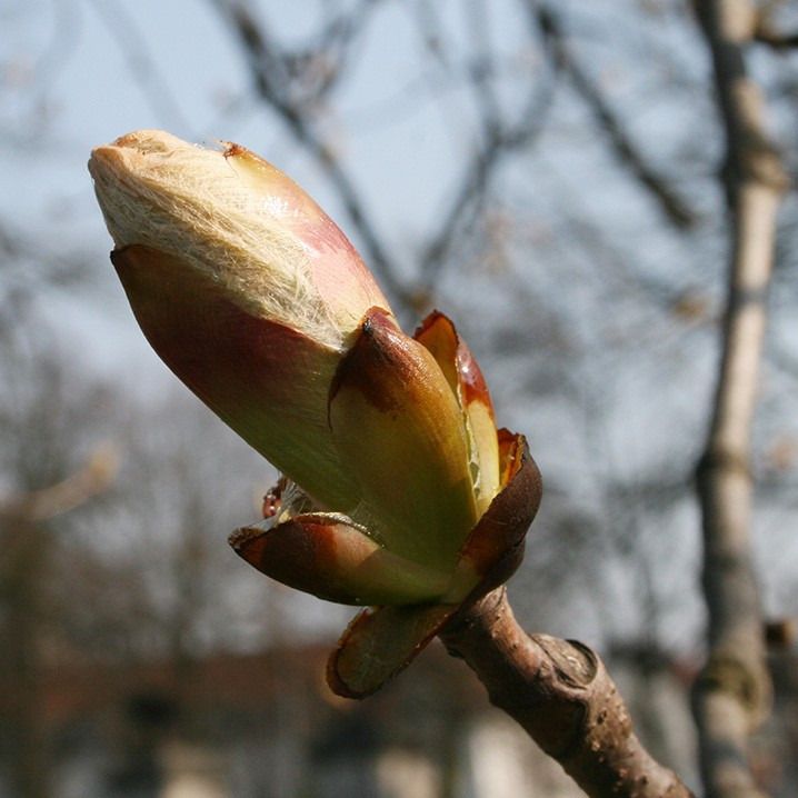 Extrait de bourgeons de marronnier - 50ml