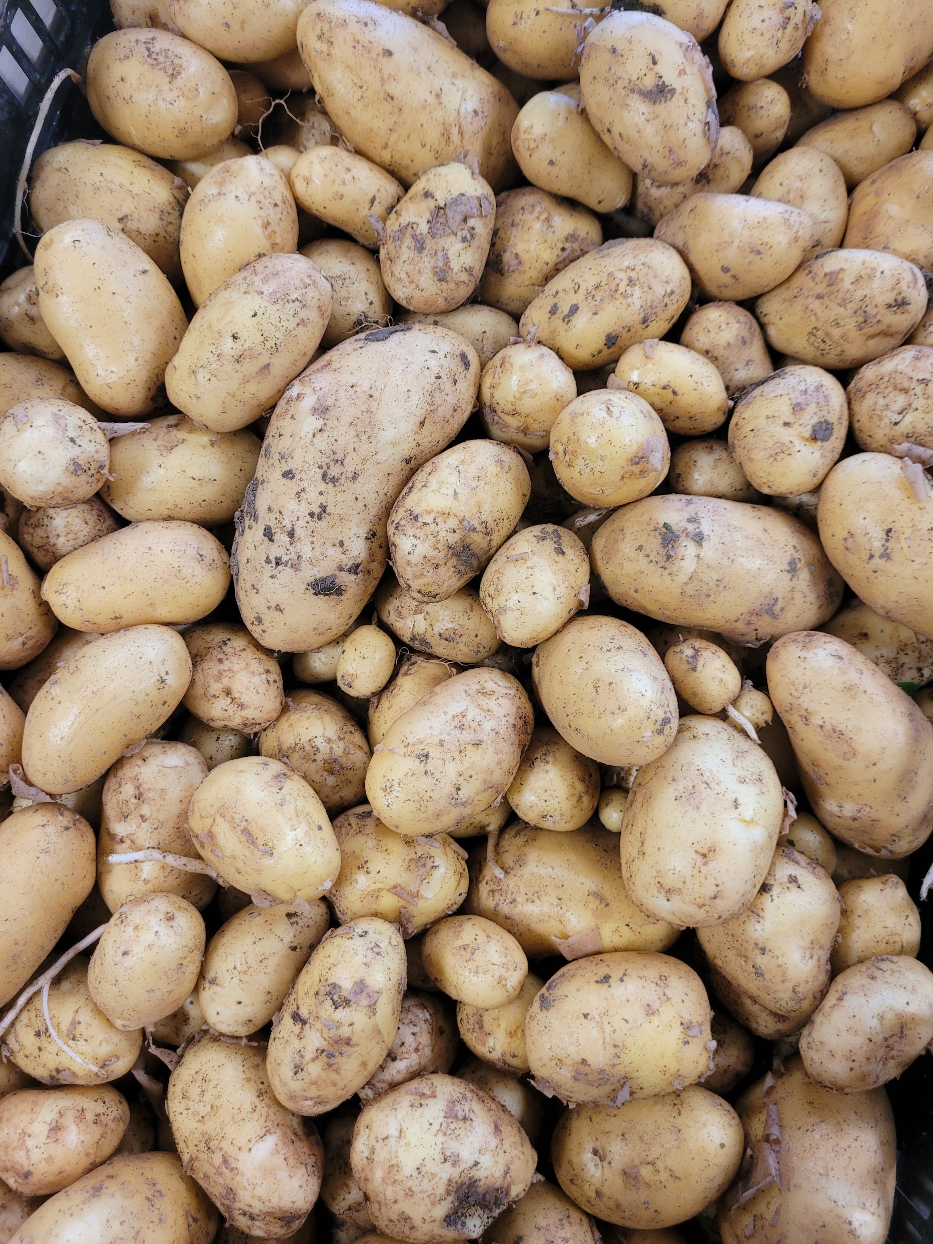 Pomme de terre Nouvelle - 500g