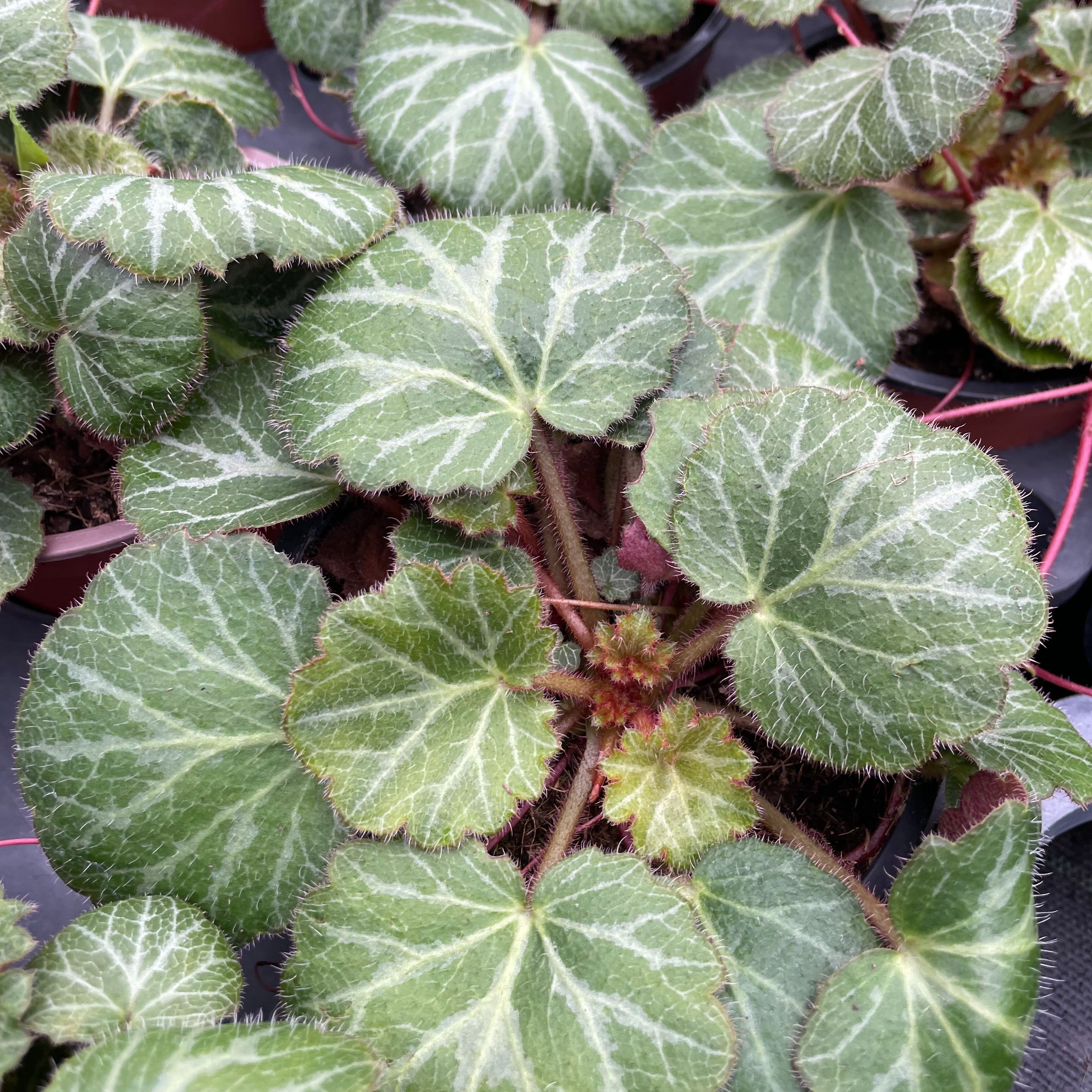 Saxifraga stolonifera
