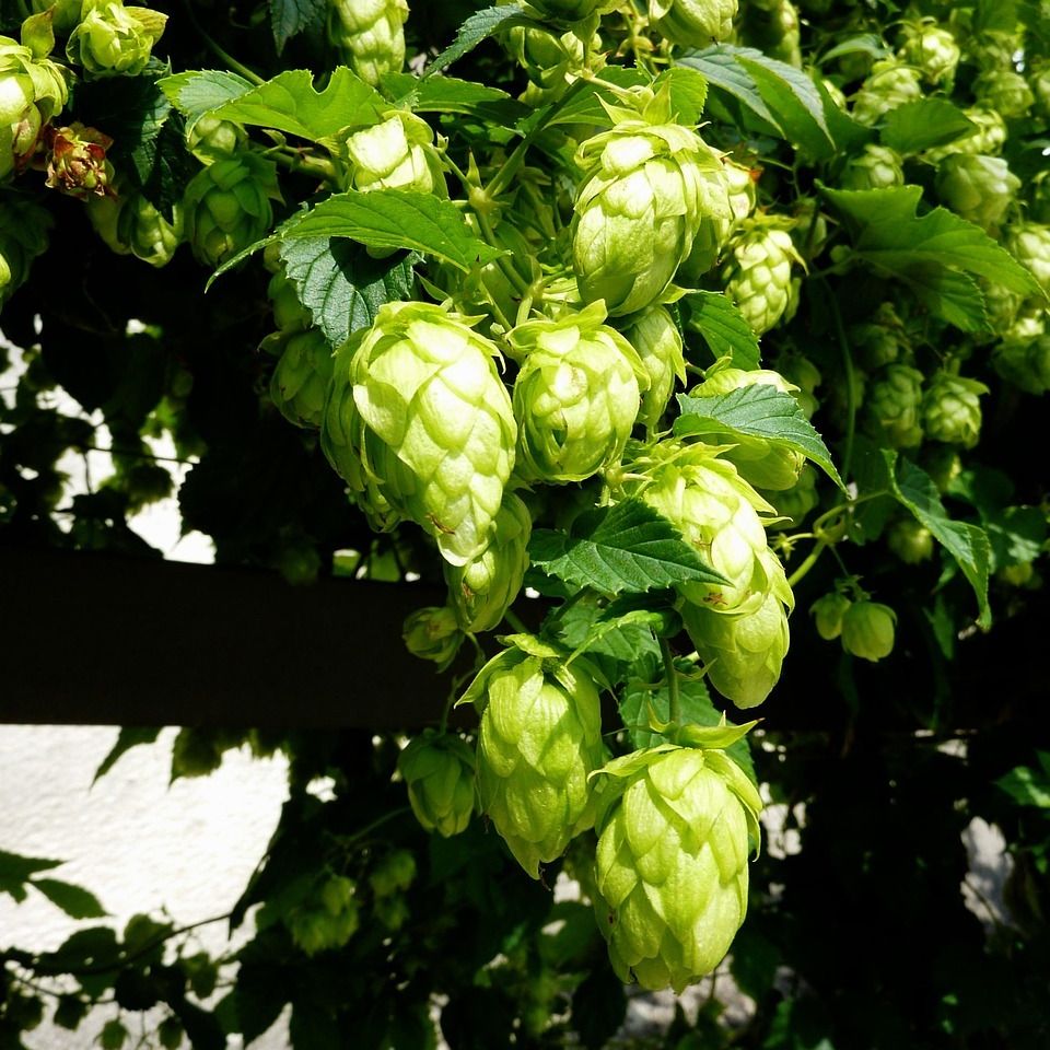 Houblon grimpant (Humulus lupulus)