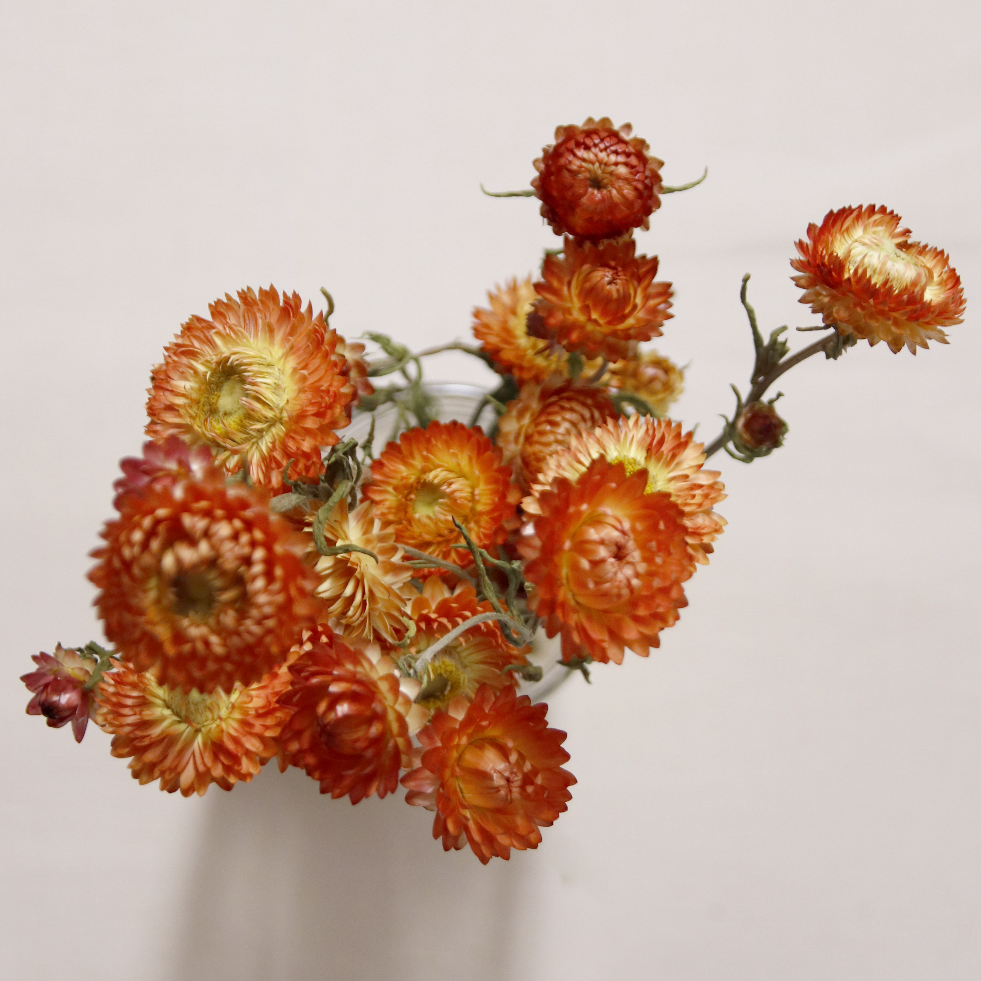 Immortelle saumon séchée